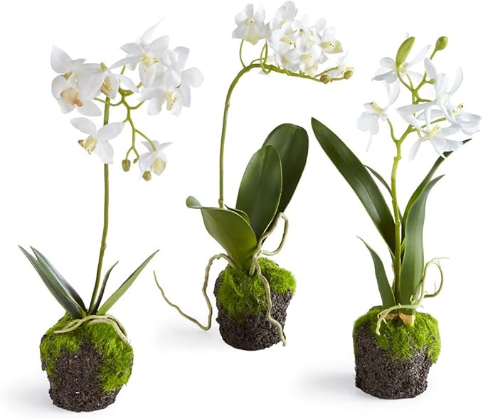 CC 12" DENDROBIUM DROP-IN