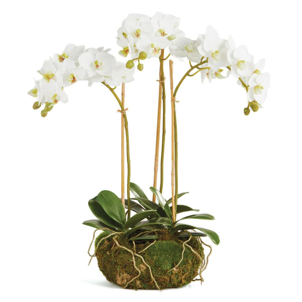 Phalaenopsis 16" Orchid Drop-In