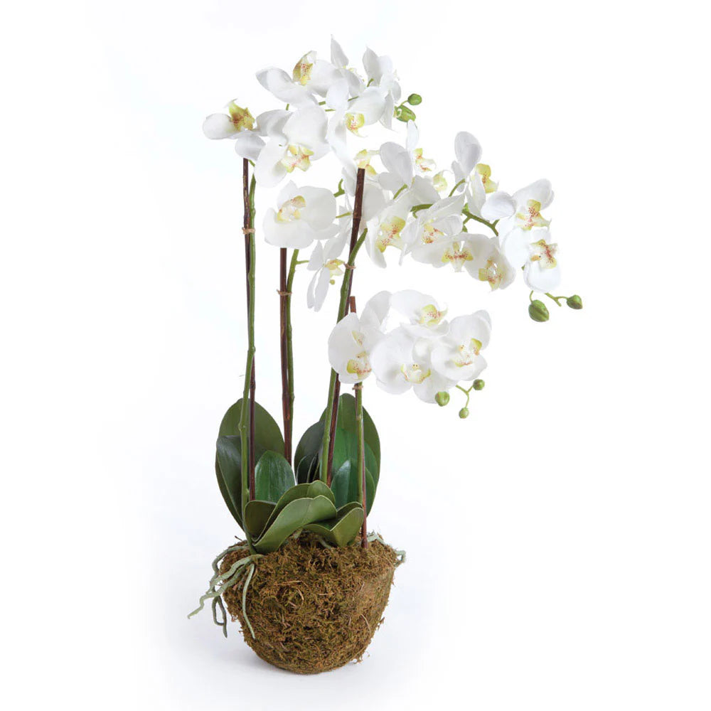 30" PHALAENOPSIS Drop In