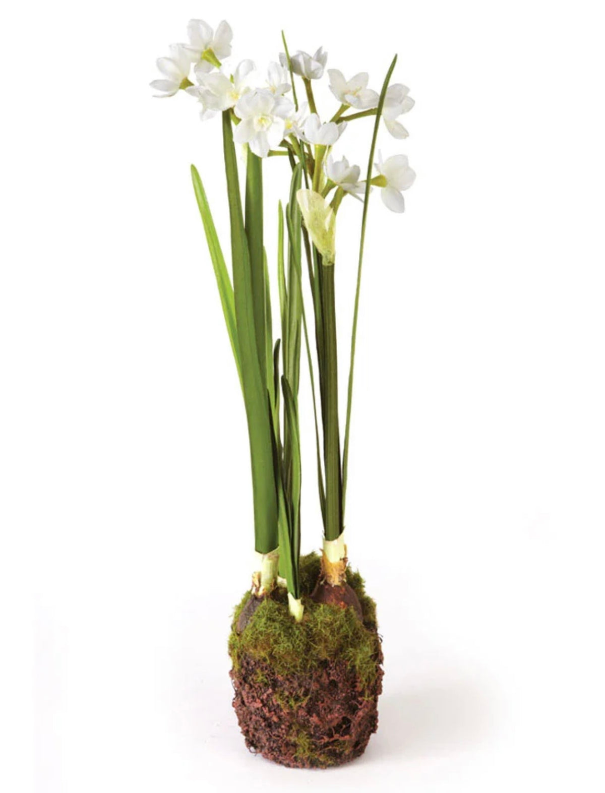 15.5" DOUBLE PAPERWHITE DROPIN