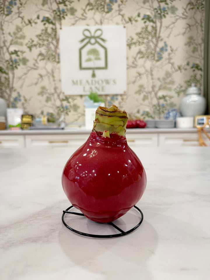 Cranberry Amaryllis Bulbs