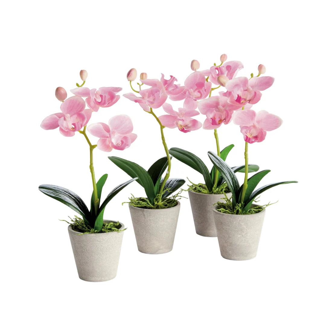 Mini Phalaenopsis Orchid Potted 9" -Pink