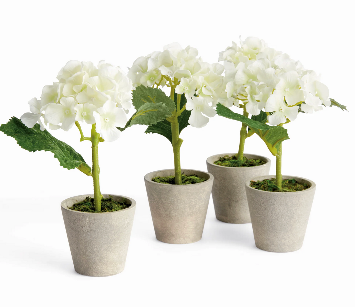 MINI HYDRANGEA POTTED 8"