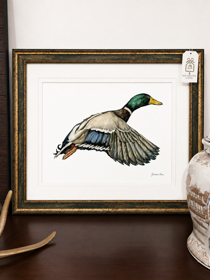 Mallard In Flight Facing Right 23x19