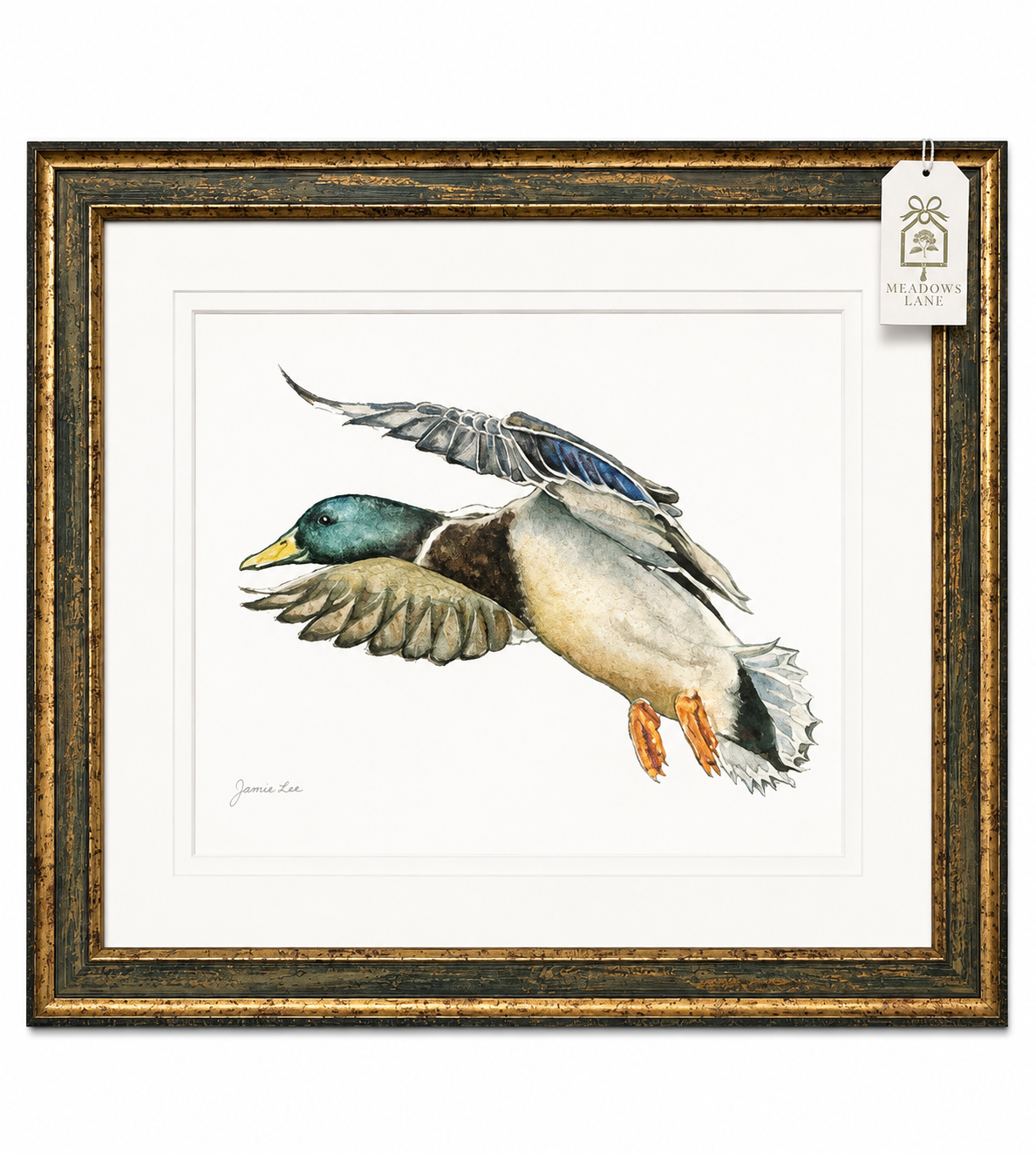 Mallard In Flight Facing Left 23x19