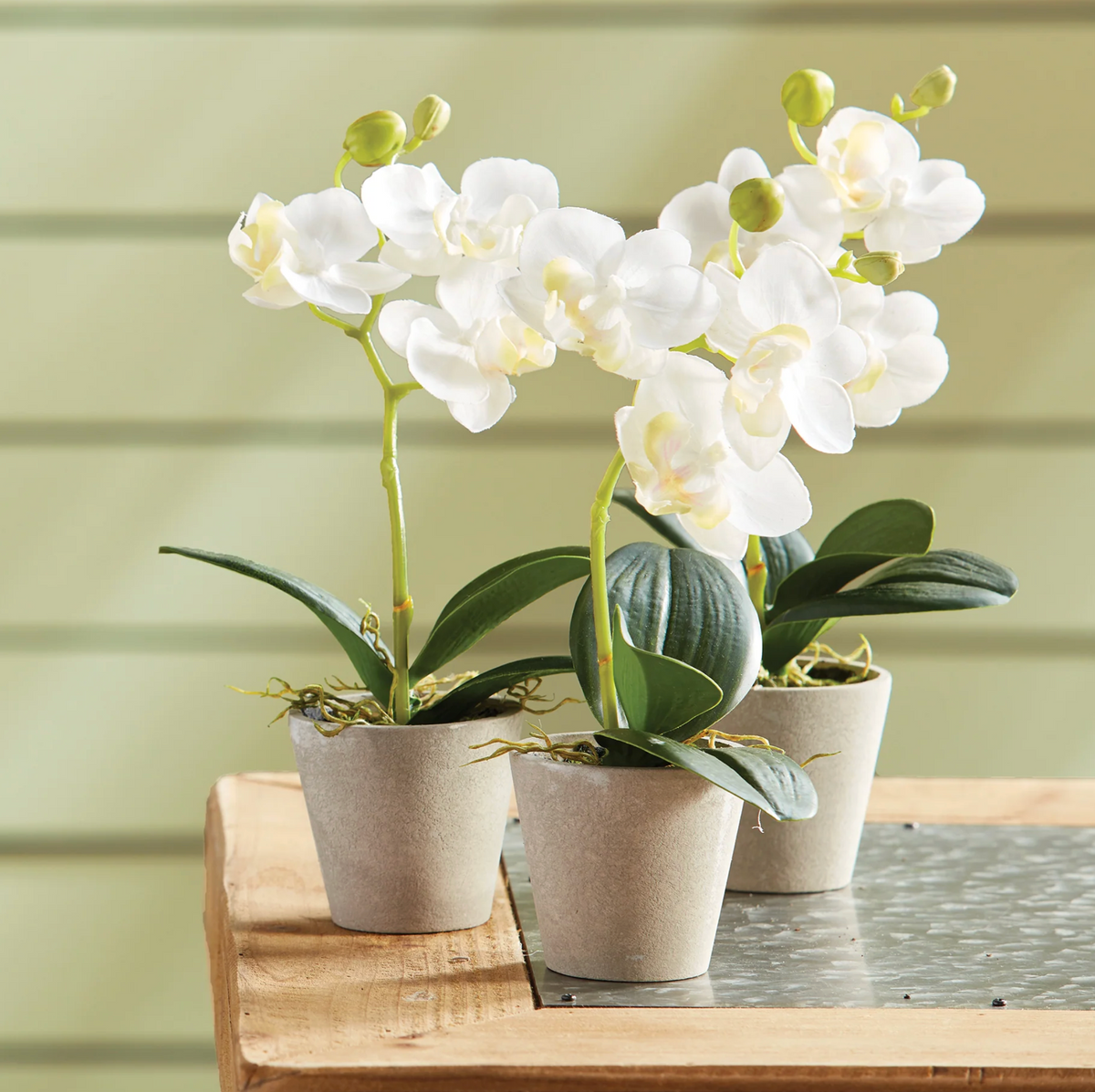 MINI PHALAENOPSIS 9"