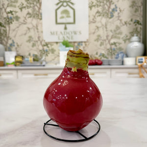 Cranberry Amaryllis Bulbs