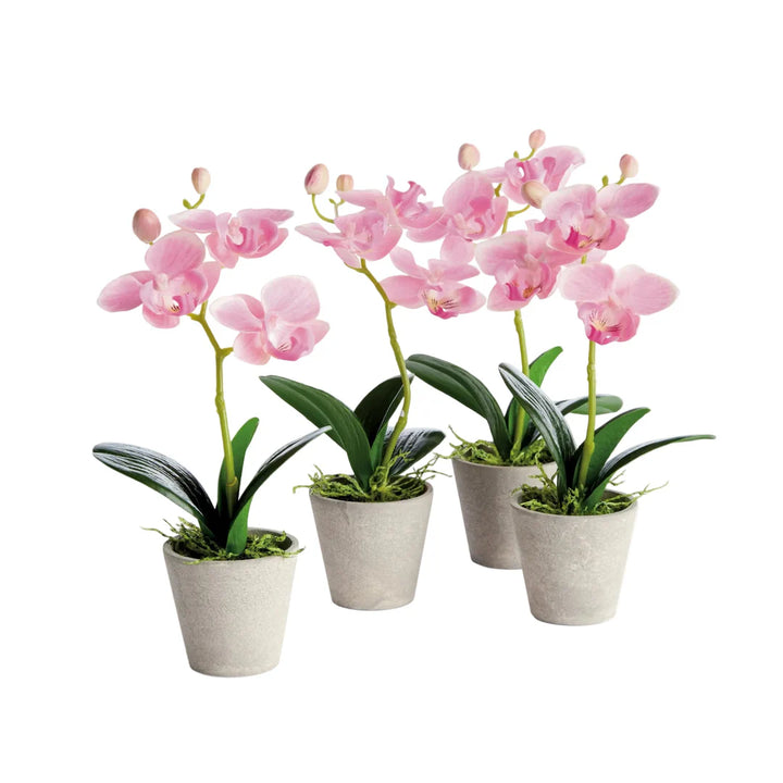 Mini Phalaenopsis Orchid Potted 9" -Pink