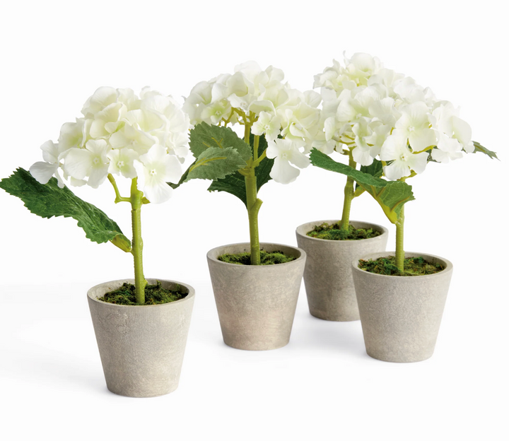 MINI HYDRANGEA POTTED 8"