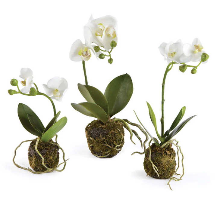 CC PHALAENOPSIS DROP-IN