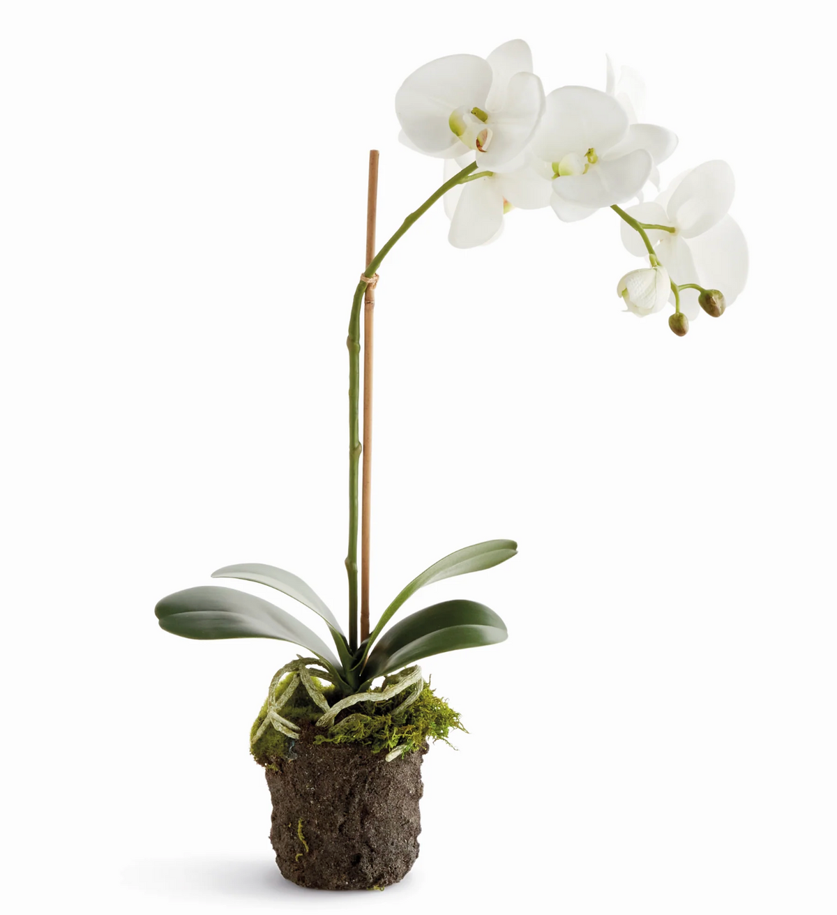 Phalaenopsis Drop-In 21"