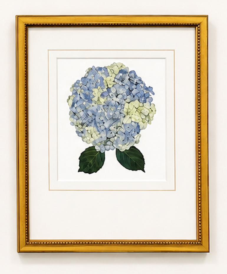 Matted Hydrangea Blooms 14x18
