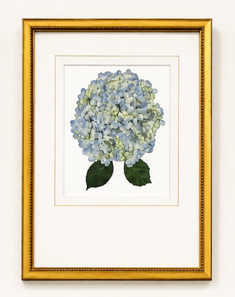 Matted Hydrangea Blooms 14x18