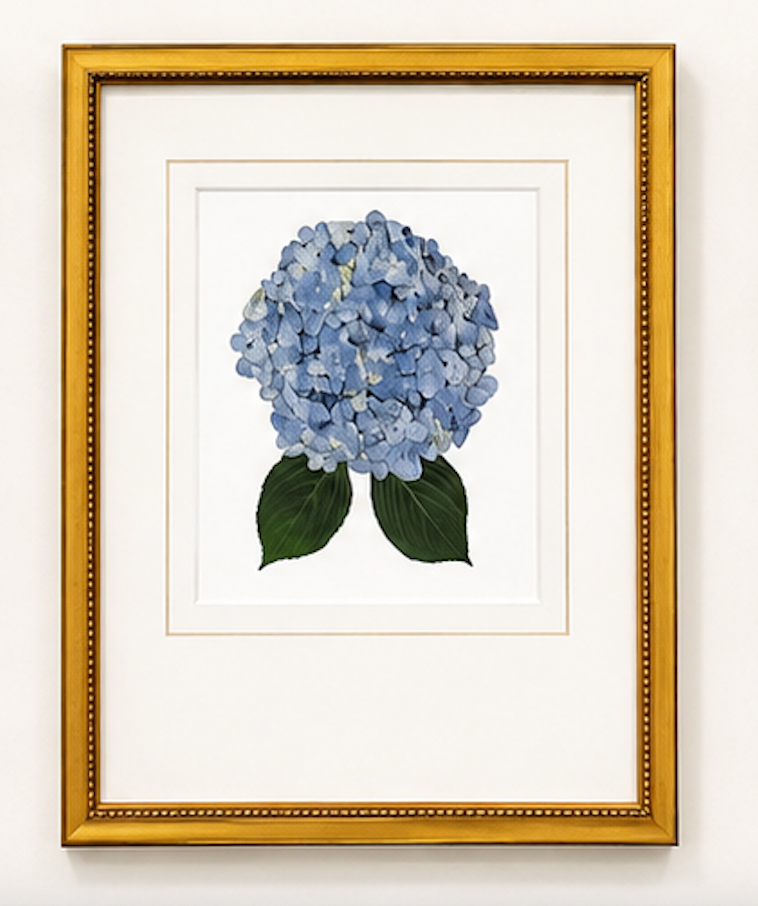 Matted Hydrangea Blooms 14x18