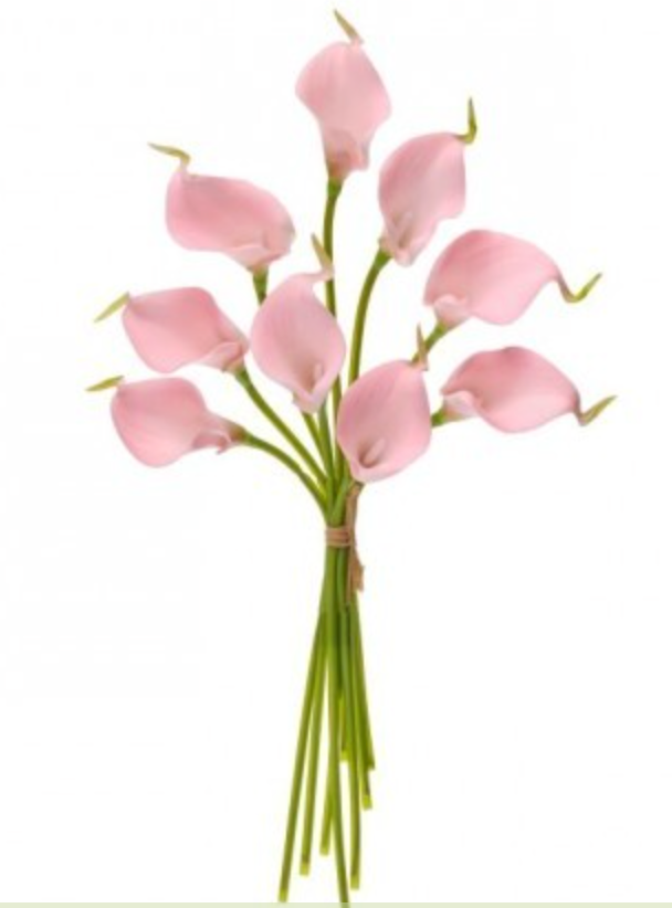 Mini Callas Lily Bundle