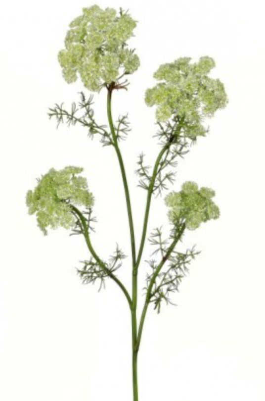 Wild Dill Spray